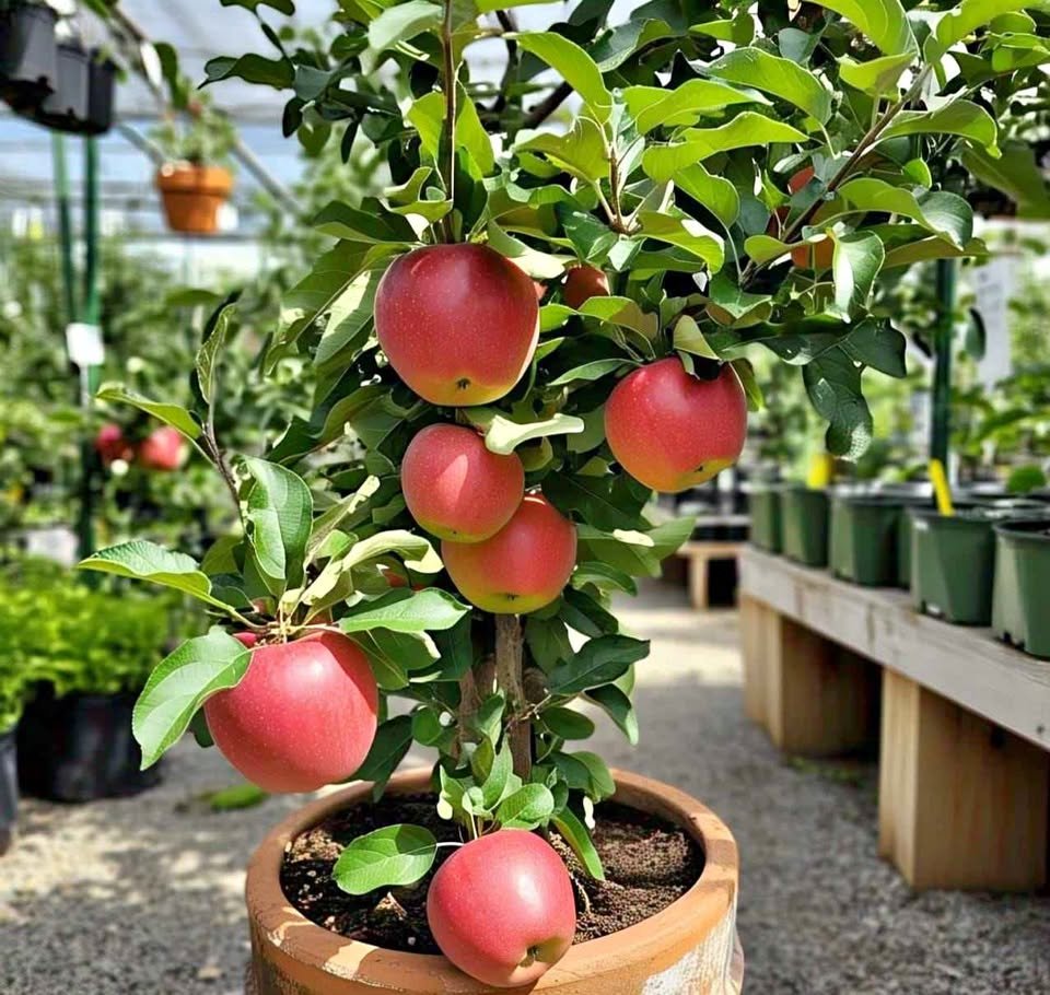Apple plants